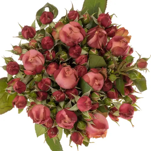 Rose Freiland hell rosa Petticoat 3+Blüte 35cm