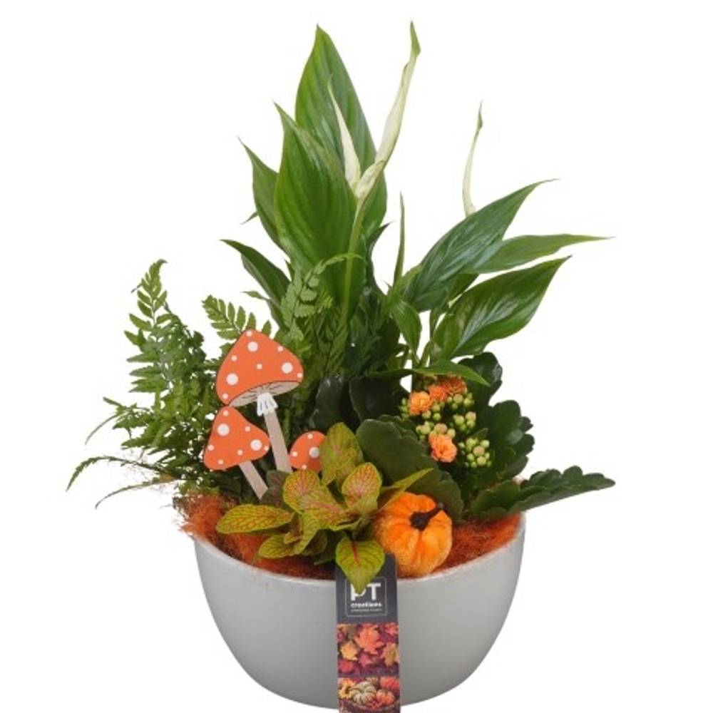 Spath.Arr PTHI5543 Herbst T18 H035