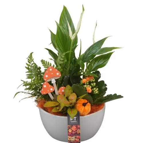 Spath.Arr PTHI5543 Herbst T18 H035