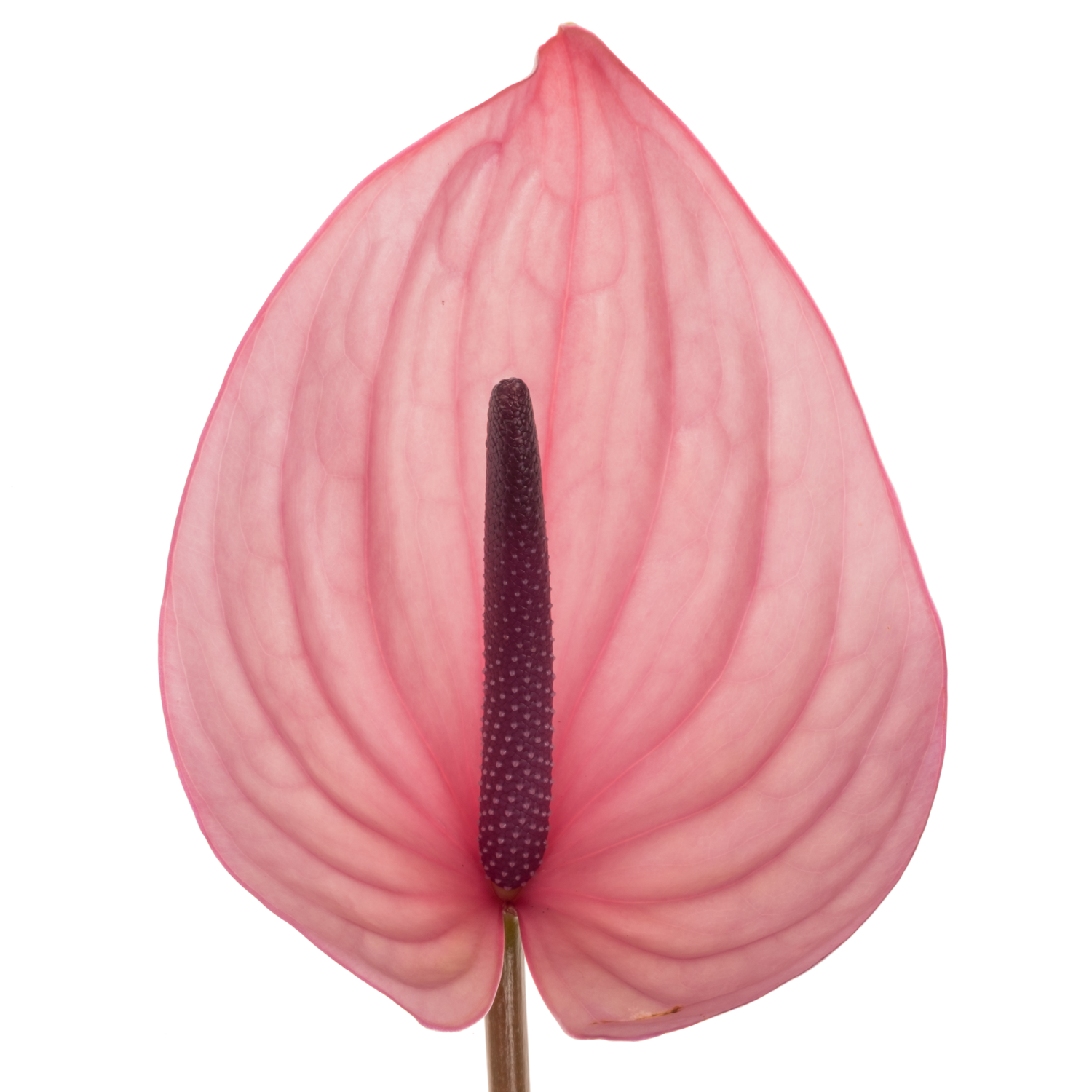 Anthurium hell rosa Bellanca Blüte 9cm