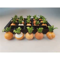 Hyac.Wachs mix orange H008