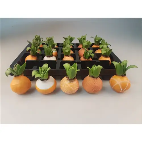 Hyac.Wachs mix orange H008