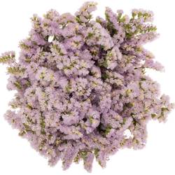 Statice hell violet Sera Sun Birds 70 cm