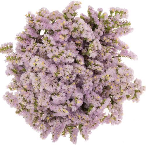 Statice hell violet Sera Sun Birds 70 cm