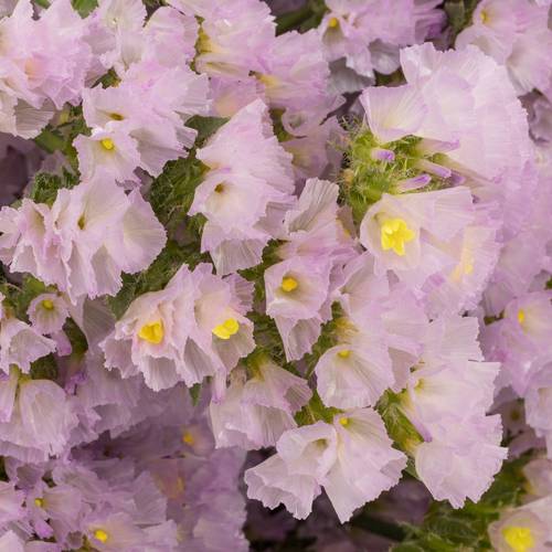 Statice hell violet Sera Sun Birds 70 cm