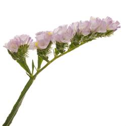 Statice hell violet Sera Sun Birds 70 cm
