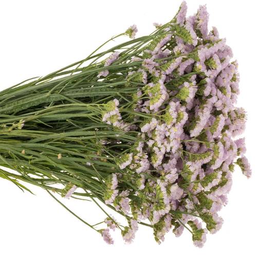 Statice hell violet Sera Sun Birds 70 cm