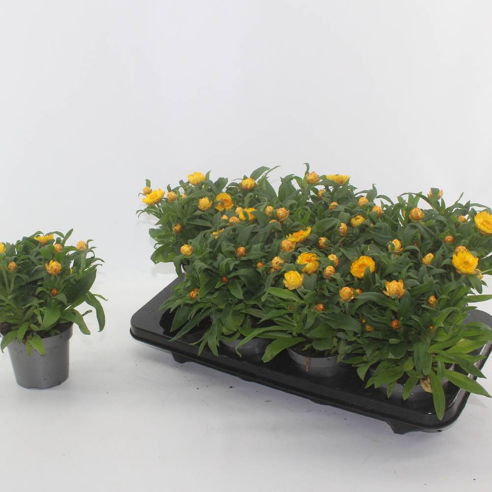 Strohblume Granvia Gold T12 H020