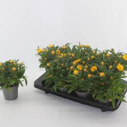 Strohblume Granvia Gold T12 H020