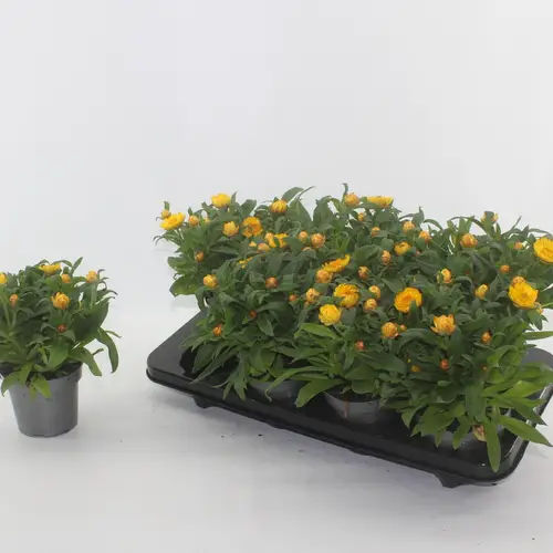 Strohblume Granvia Gold T12 H020