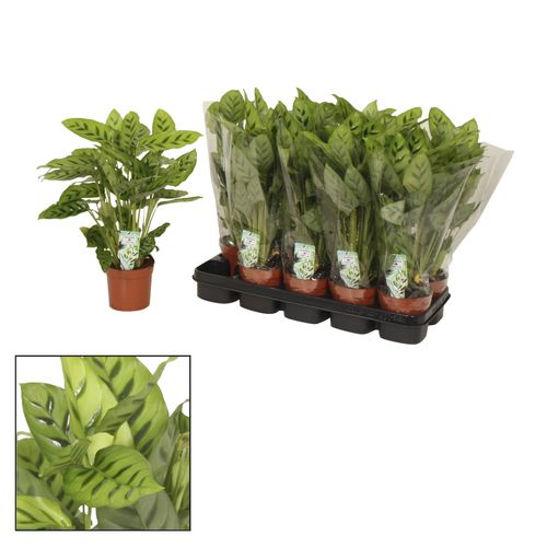 Calathea Leopardina T12 H040