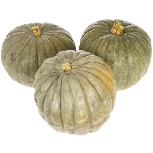 Zierkürbis grau Jarrahdale 20cm