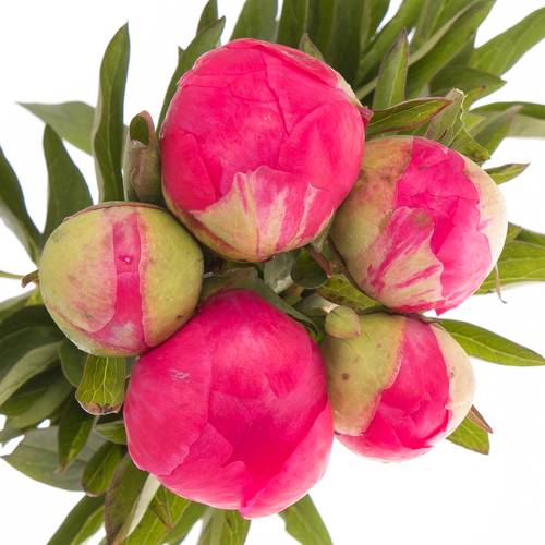 Pfingstrose rosa Cythera 45cm