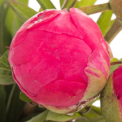 Pfingstrose rosa Cythera 45cm