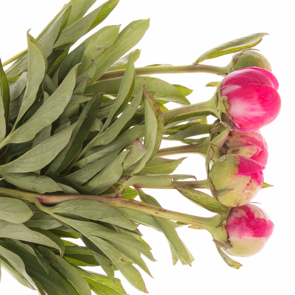 Pfingstrose rosa Cythera 45cm