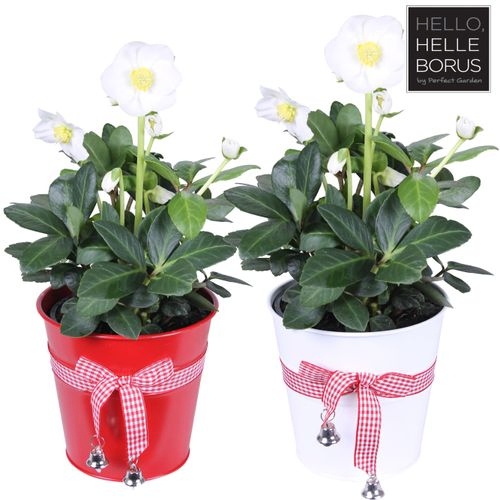 Helleb.weiss Niger im Zink Topf T12 H020