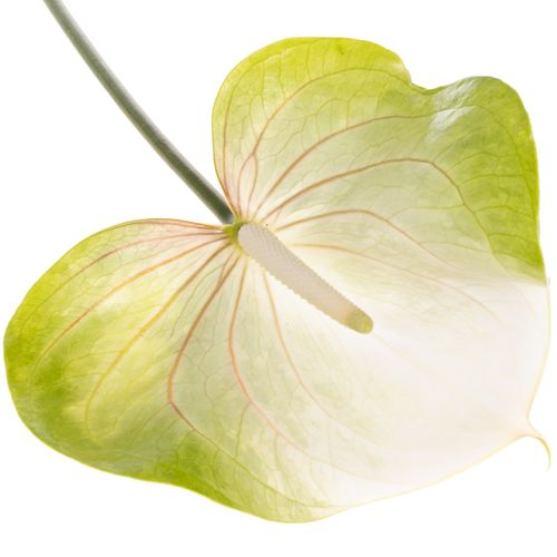 Anthurium grün/weiss Grace Blüte 15cm