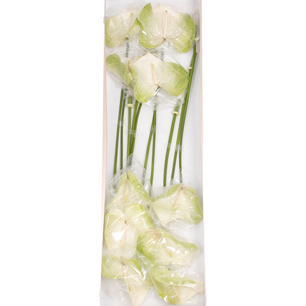 Anthurium grün/weiss Grace Blüte 15cm