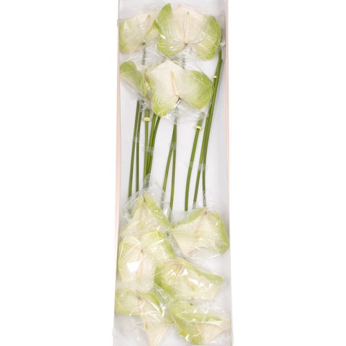 Anthurium grün/weiss Grace Blüte 15cm