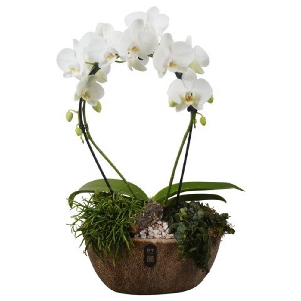 Phal.Arr PTIB5346 T28 H060