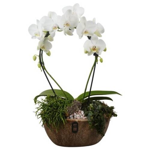 Phal.Arr PTIB5346 T28 H060