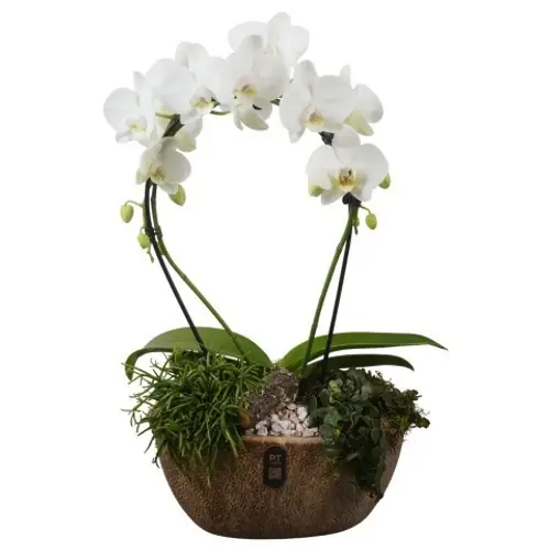 Phal.Arr PTIB5346 T28 H060