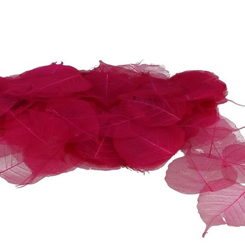 Skeleton Blätter fuchsia x200