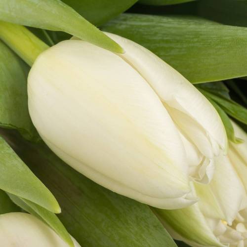 Tulpe weiss doppel Galileo CoasTulip 32 Gramm