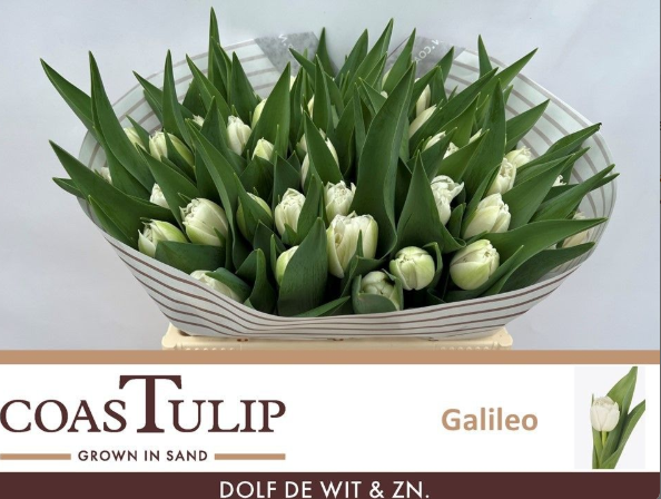 Tulpe weiss doppel Galileo CoasTulip 32 Gramm