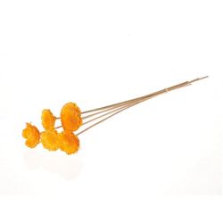 Trocken Protea auf Stab gelb D06cm H50cm