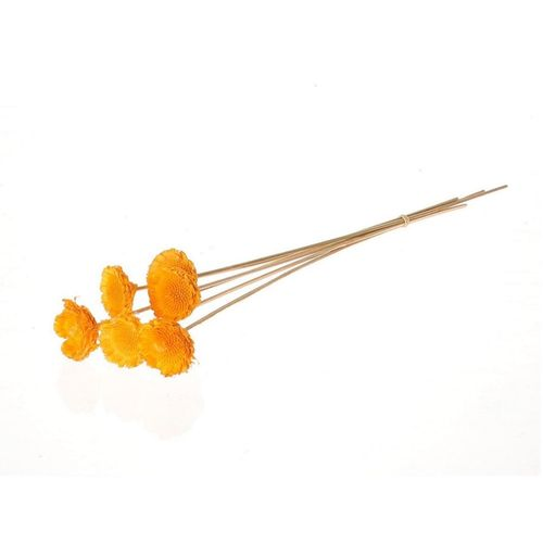 Trocken Protea auf Stab gelb D06cm H50cm