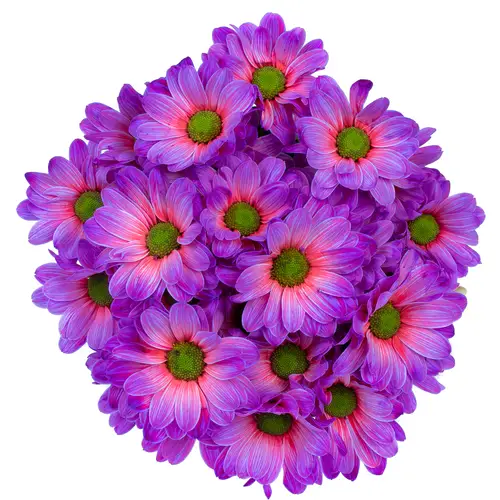 Chrys.Tros lila/rosa Expression gefärbt