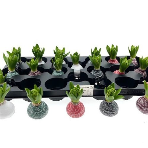 Hyac.Bol Wachs mix Marble mix Bl. H8