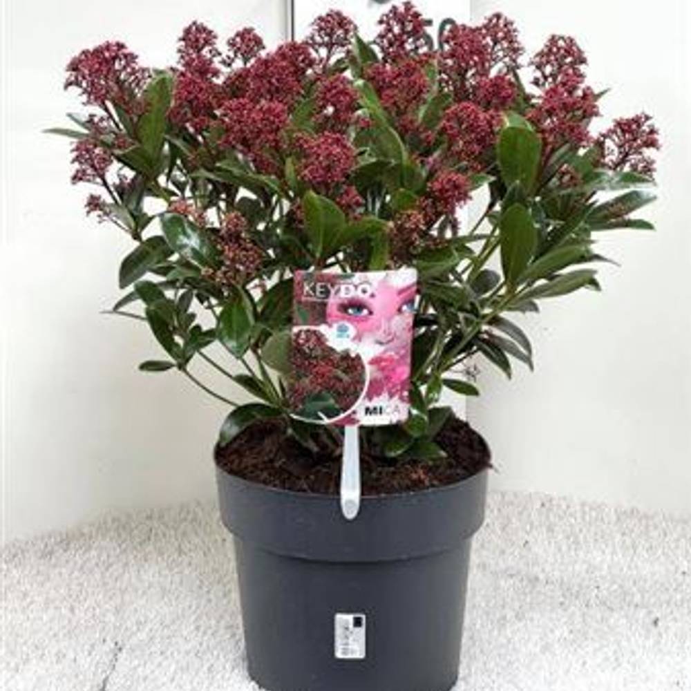 Skimmia Jap 4+ Schnapch. Von Uhr T24 H050