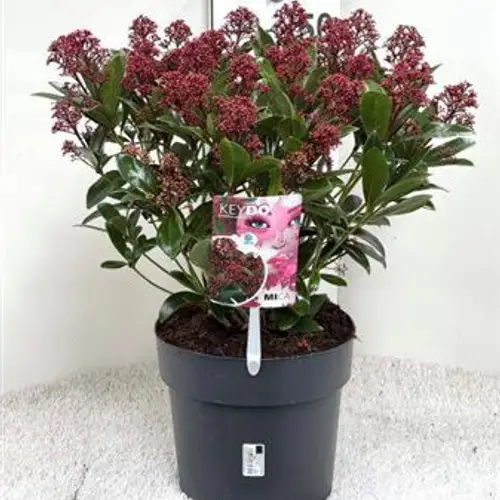 Skimmia Jap 4+ Schnapch. Von Uhr T24 H050