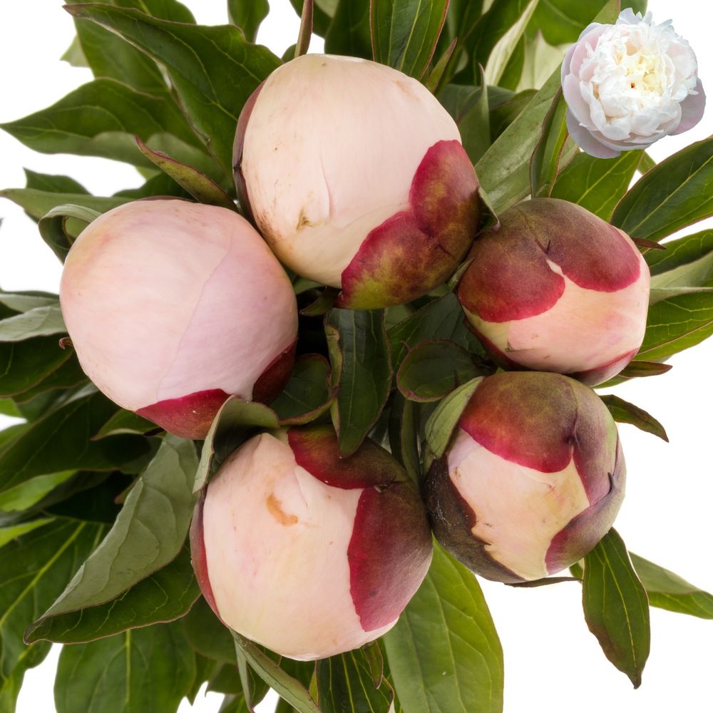 Pfingstrose weiss/rosa gefüllt Immaculee 50cm