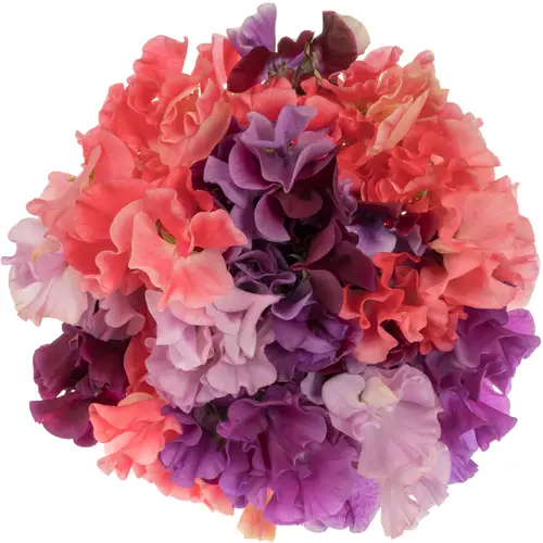 Wicken mix im Bund 40cm