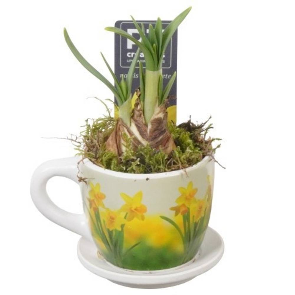 Narzis.Arr PTN8725 T08 H016