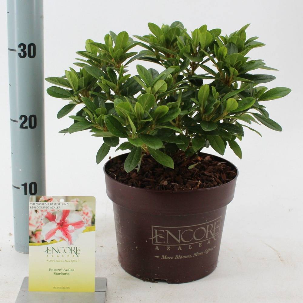Rhododendron rosa Encore Autumn Starburst T19 H030