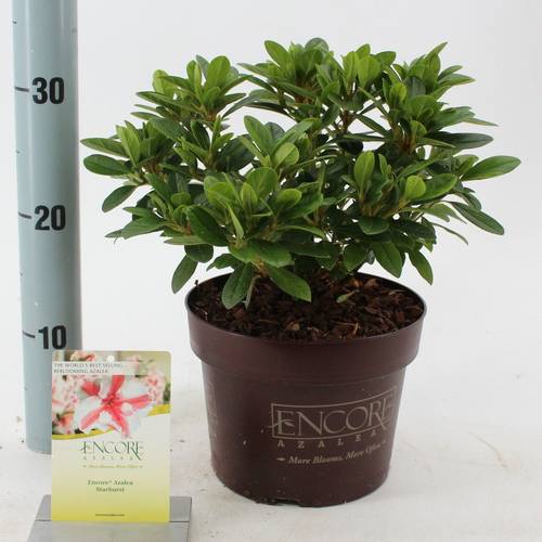 Rhododendron rosa Encore Autumn Starburst T19 H030