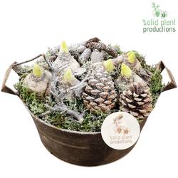 Hyac.Arr AZC005 Zinc Weihnachten T22 H018