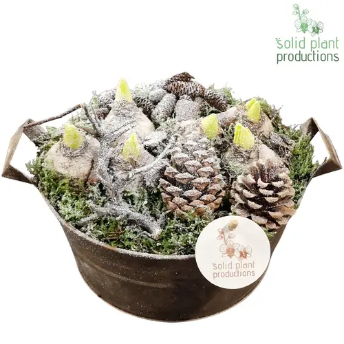 Hyac.Arr AZC005 Zinc Weihnachten T22 H018