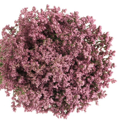 Limonium rosa Silvery pink 60cm