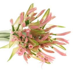 Nerine hell rosa 70cm