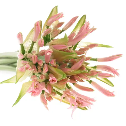 Nerine hell rosa 70cm