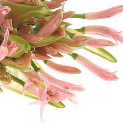 Nerine hell rosa 70cm