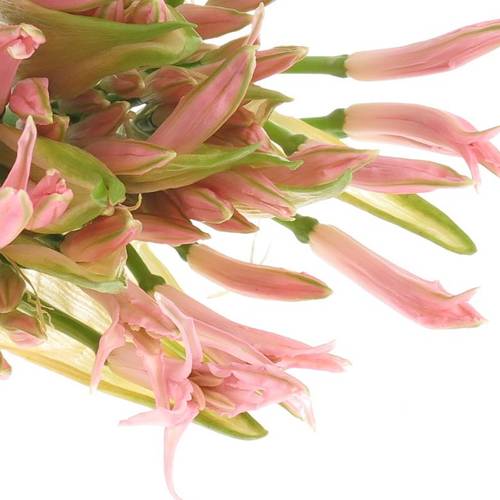 Nerine hell rosa 70cm