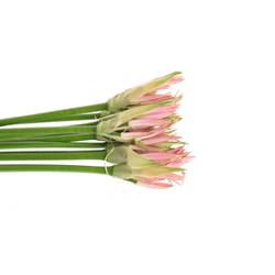 Nerine hell rosa 70cm