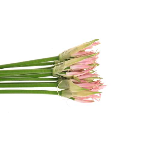 Nerine hell rosa 70cm