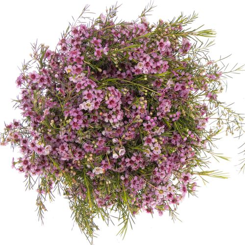 Wachsflower pink Raspberry 25 Gramm 50cm